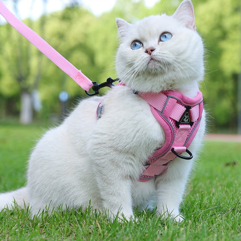 Reflektierendes Katzenharness und Leinen-Set – Ideal für Spaziergänge und Training