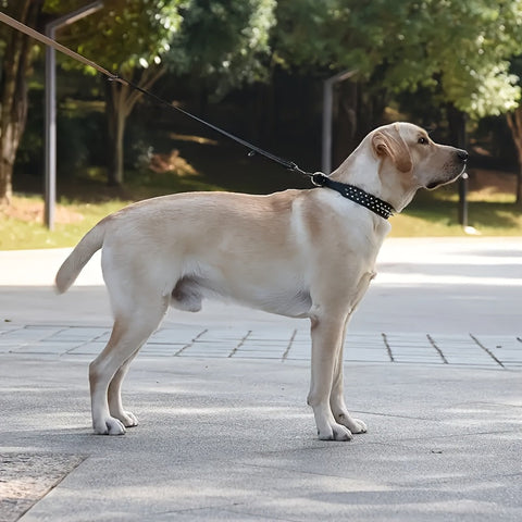 Verstellbarer Stachelhalsband für Hunde - Stark und Sicher für Große Hunde