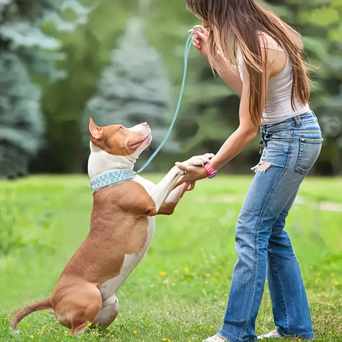 Verstellbarer Stachelhalsband für Hunde - Stark und Sicher für Große Hunde