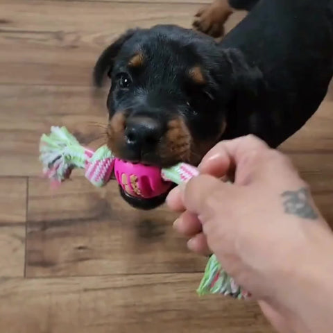Interaktives Hundekauspielzeug – Mit Buntem Knoten und Gummiball