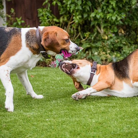 Interaktives Hundekauspielzeug – Mit Buntem Knoten und Gummiball