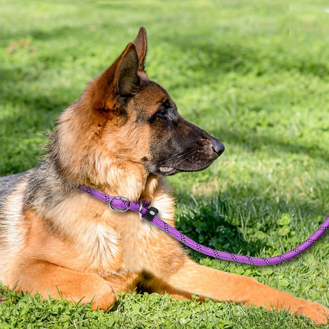 Reflektierende Hundeleine mit Gepolstertem Griff – Verstellbar und Langlebig für Alle Hunde