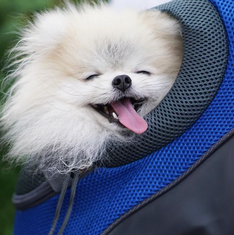 PetAdventure Rucksack - Bequem & Praktisch
