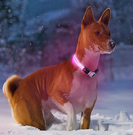 HondVeilig Pro - LED-Halsband für Hunde - Fühle dich sicher und stylisch beim Gassi gehen