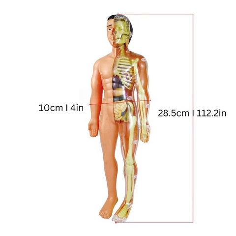Anatomisches Modell - Lehrreich und Detailliert