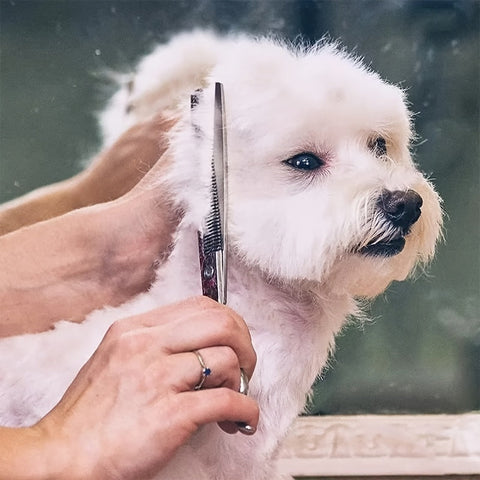 Professionelles Pflege-Set für Haustiere – Scheren und Kamm für die perfekte Pflege von Hunden und Katzen