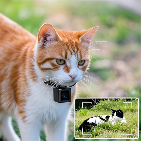 Schlanke Haustierkamera-Halsband – Drahtlose 1080p-Video mit Echtzeit-Tracking