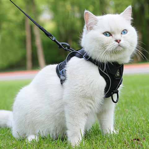 Reflektierendes Katzenharness und Leinen-Set – Ideal für Spaziergänge und Training