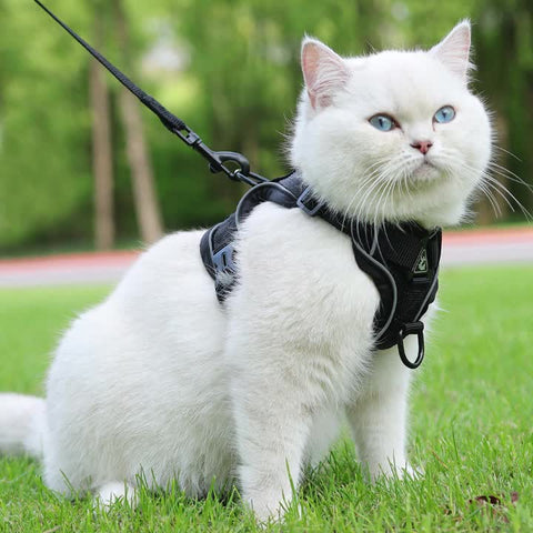 Reflektierendes Katzenharness und Leinen-Set – Ideal für Spaziergänge und Training