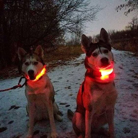 HondVeilig Pro - LED-Halsband für Hunde - Fühle dich sicher und stylisch beim Gassi gehen