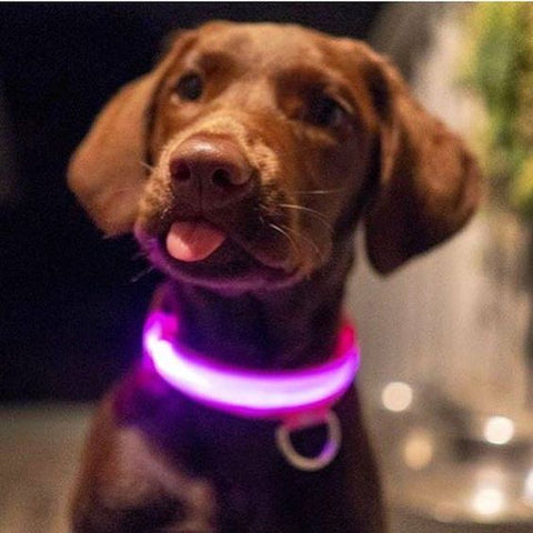 HondVeilig Pro - LED-Halsband für Hunde - Fühle dich sicher und stylisch beim Gassi gehen