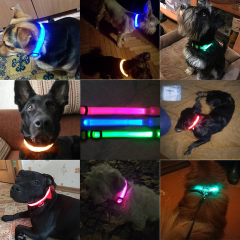 HondVeilig Pro - LED-Halsband für Hunde - Fühle dich sicher und stylisch beim Gassi gehen