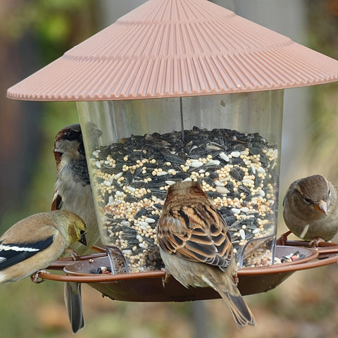 Vogelfutterstation in Pilzform – Praktisch und Dekorativ für Gärten und Außenbereiche