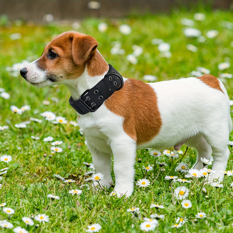 Verstellbare Nylon-Hundehalsband – Komfort und Kontrolle für große Hunde