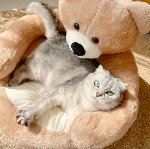 CuddleBear Katzenbett - Für Ultimativen Komfort und Gemütlichkeit