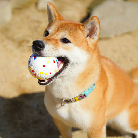 Bunte Hundespielball - Aktiver Spaß für Deinen Hund
