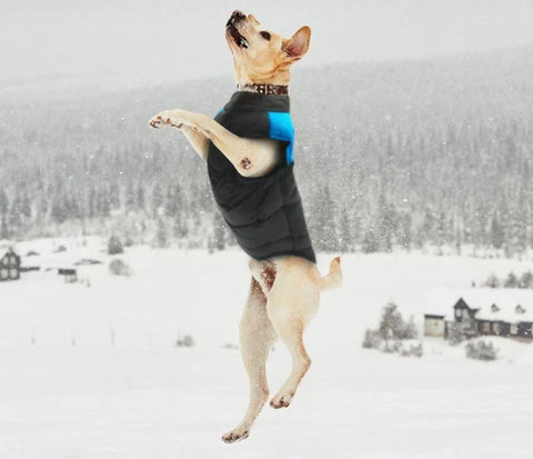 CozyPaws Hundejacke - Warm & Wasserdicht