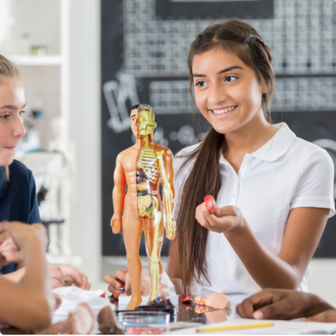 Anatomisches Modell - Lehrreich und Detailliert
