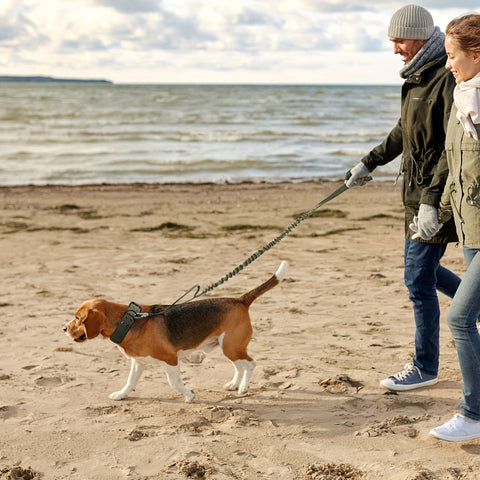 Verstellbare Nylon-Hundehalsband – Komfort und Kontrolle für große Hunde