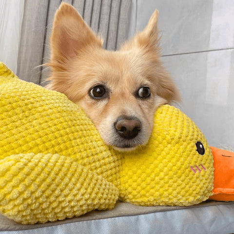 Beruhigende Enten Spielzeug – Für Geborgenheit und Kauvergnügen