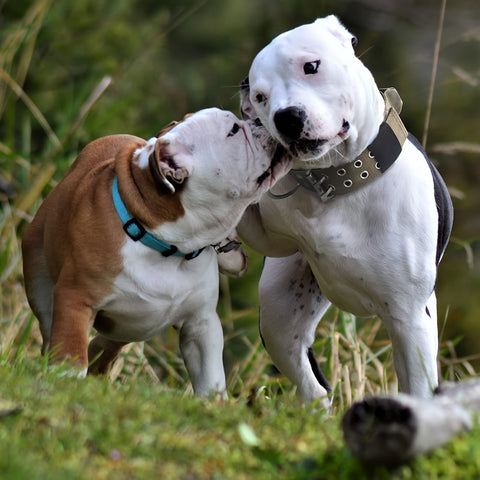 Verstellbare Nylon-Hundehalsband – Komfort und Kontrolle für große Hunde